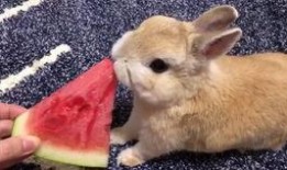 最近热门事件合集吃瓜兔,近期热门事件合集深度解析